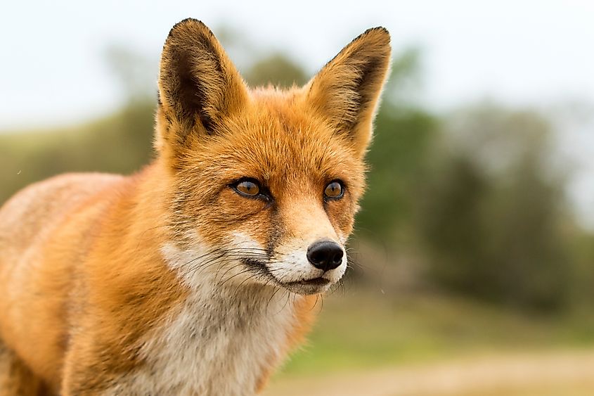 Red Fox in a national park.