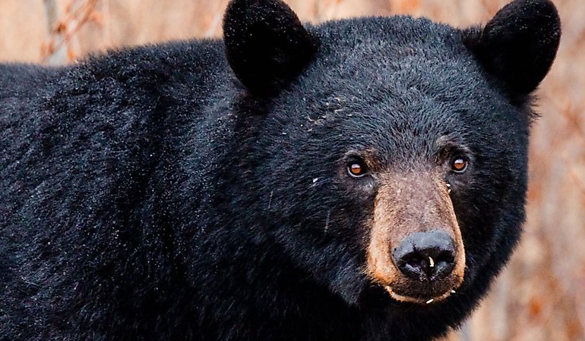 Black bears, crucial to North American ecosystems, thrive in diverse habitats