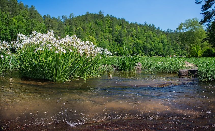 Cahaba lilies in bloom along the Cahaba River.