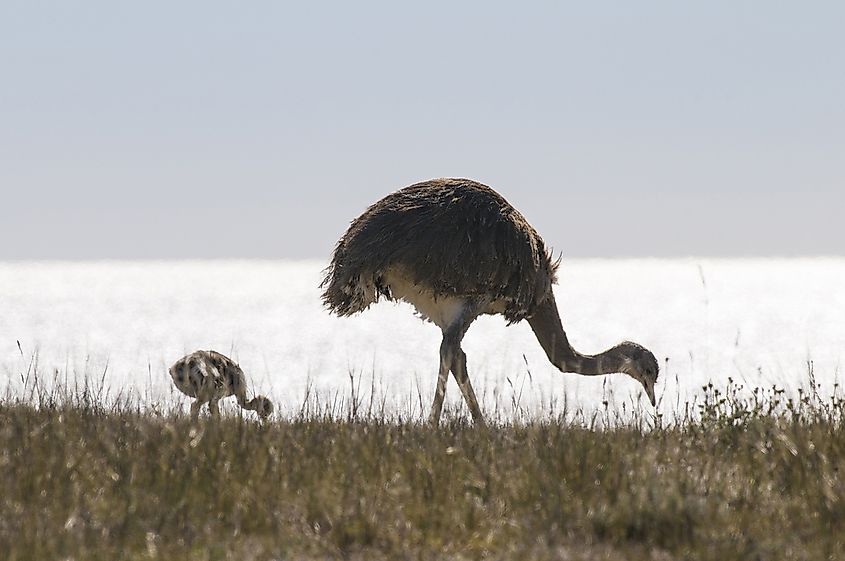 A rhea eating with its chick. 