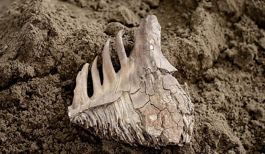 Mammoth tooth lies on surface of soil. Fossilized remains of extinct herbivores. Paleontological exhibits.