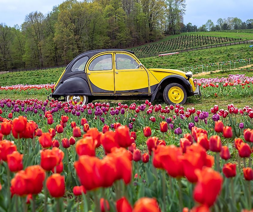 Tulip field in Granville, Ohio.