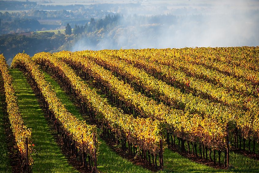 A vista of golden rows framed by green grass in an Oregon vineyard in fall.