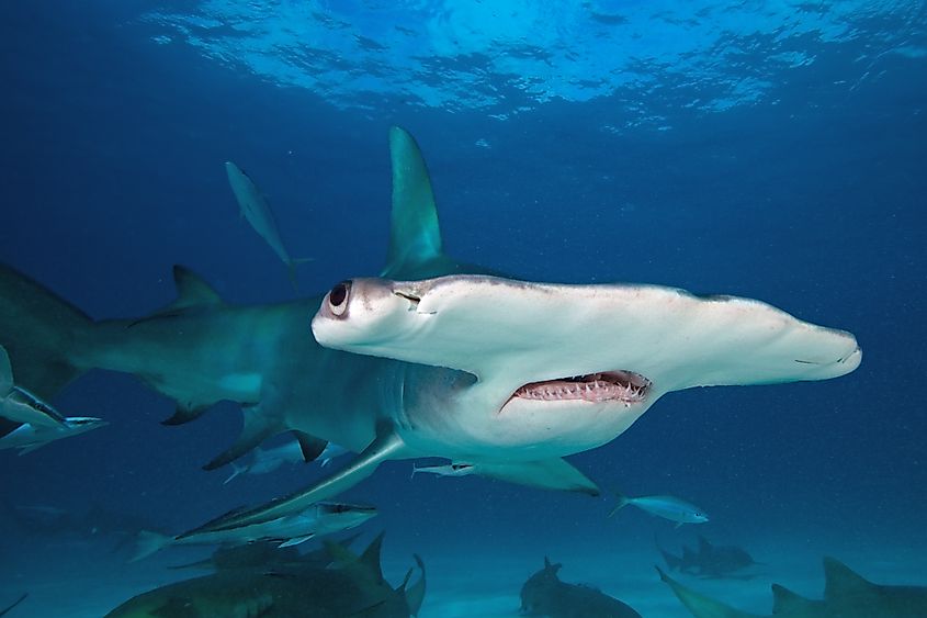 Great hammerhead, Sphyrna mokarran.
