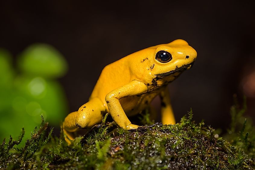 Closeup of a golden poison frog on a log.