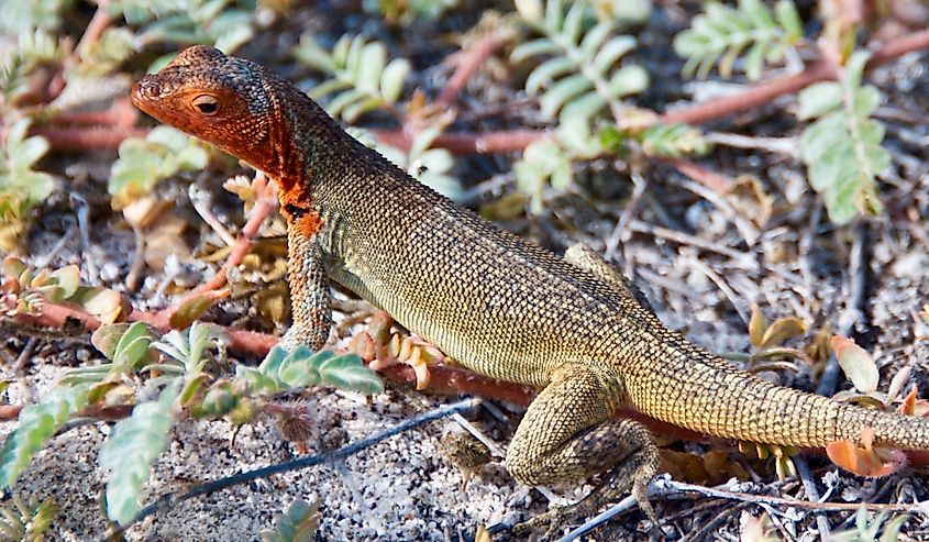 South America Ecuador Galapagos Islands Galápagos National Park Closeup of Galapagos Lava Lizard
