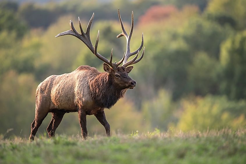 A wild elk