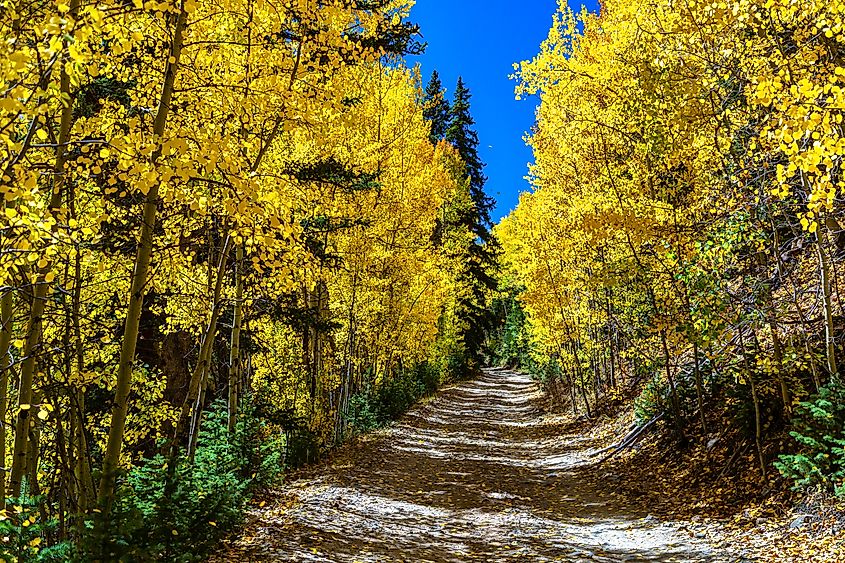 Autumn colors along the Guanella Pass in Colorado.