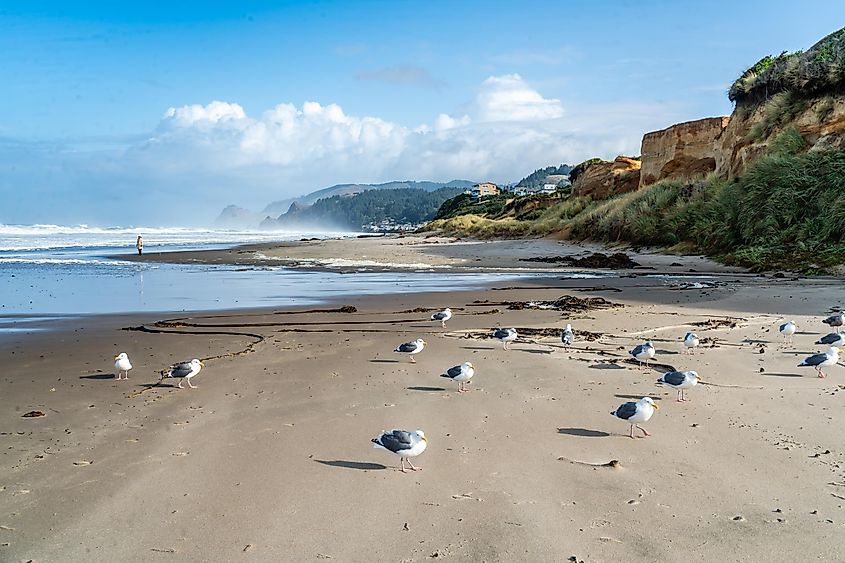 Birds on the beach at Lincoln City, Oregon.