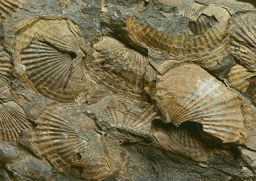 15 Fossil Hunting Locations In The US You Need To Know About - WorldAtlas