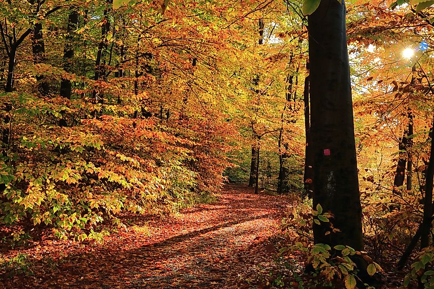 Watchung Reservation in New Jersey.