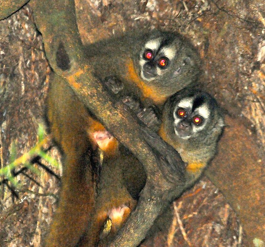 Two Andean Night Monkeys.