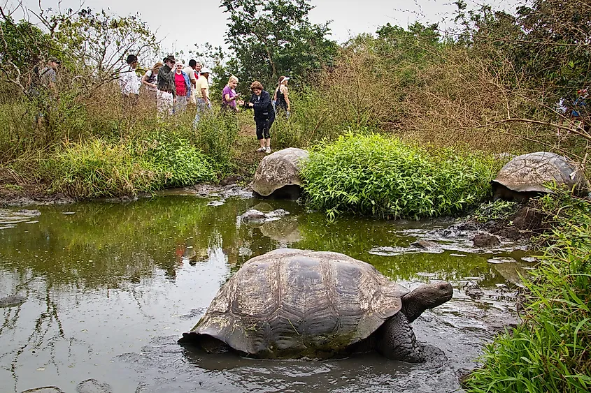 Galapagos giant tortoises being observed by tourists.