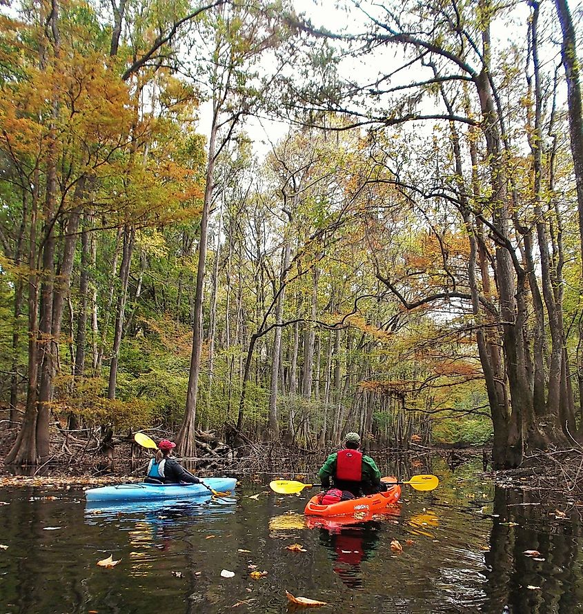 Kayakers paddling in Conagree National Park, South Carolina.