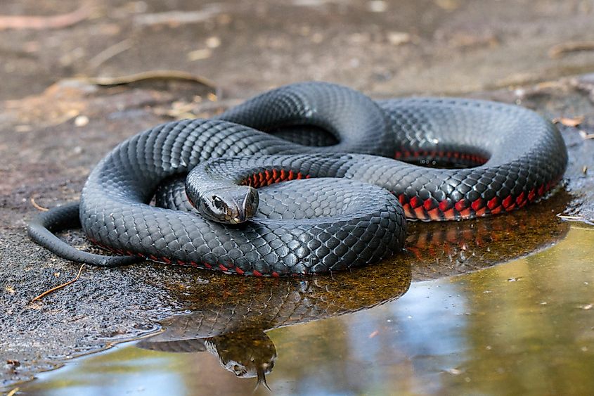 A Red-bellied Black Snake (Pseudechis porphyriacus) gliding across the water's surface, with its glossy black scales and vibrant red underbelly creating a striking contrast.