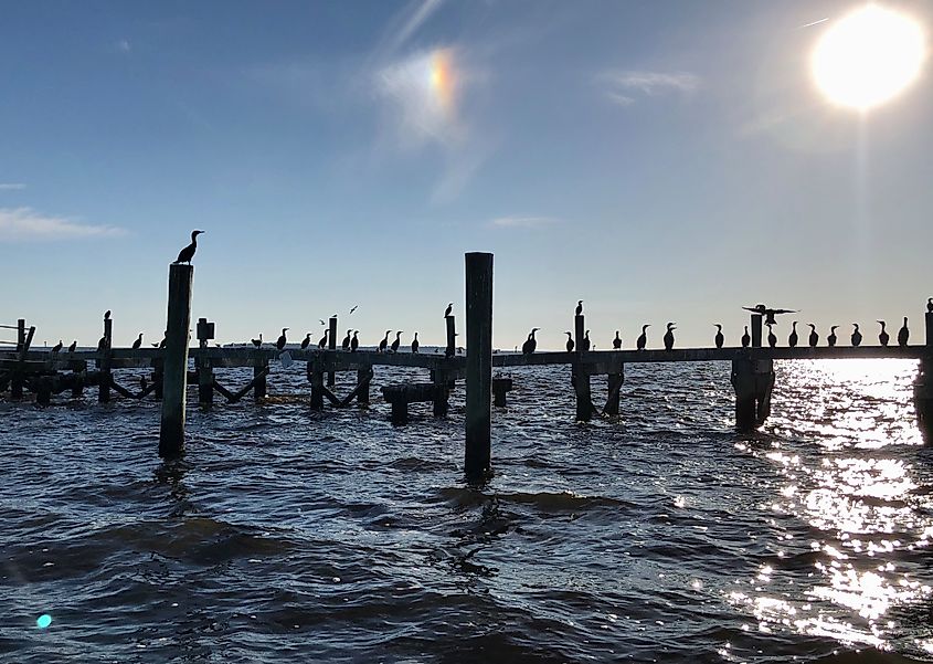 Birds thriving in the Cedar Keys National Wildlife Refuge.