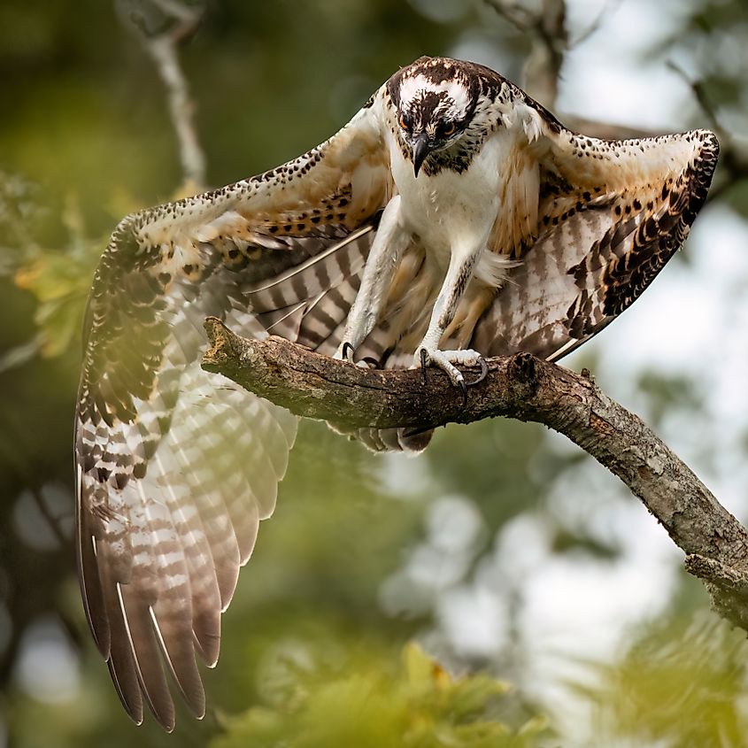 Protected wildlife in Warren, Rhode Island