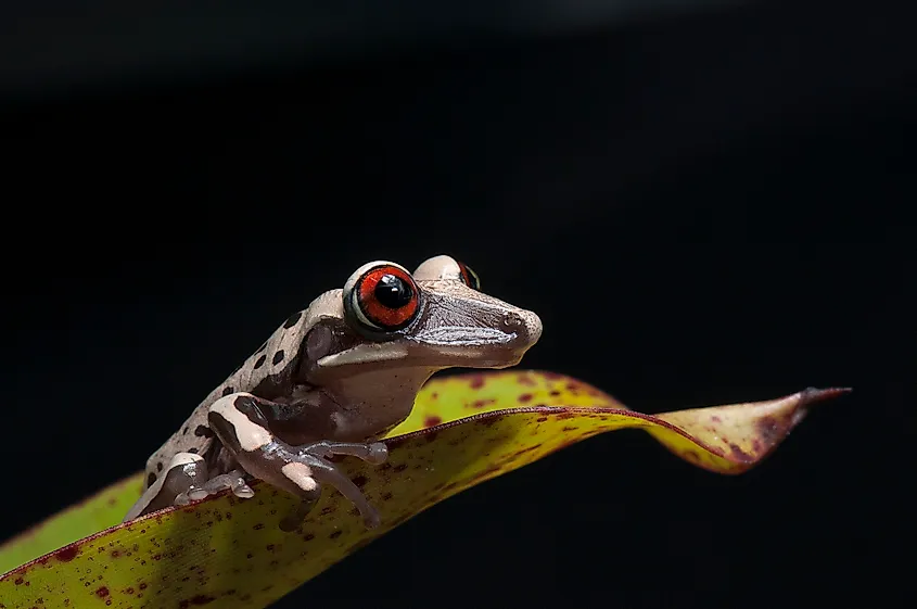 Bruno’s casque-headed frog
