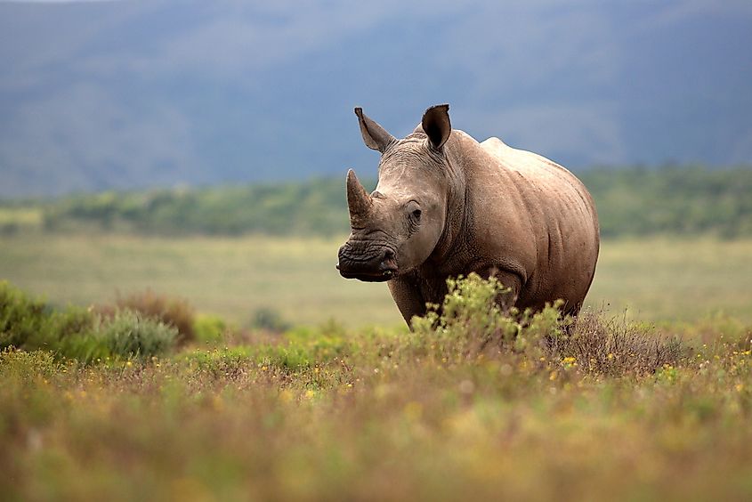 White rhino in South Africa.
