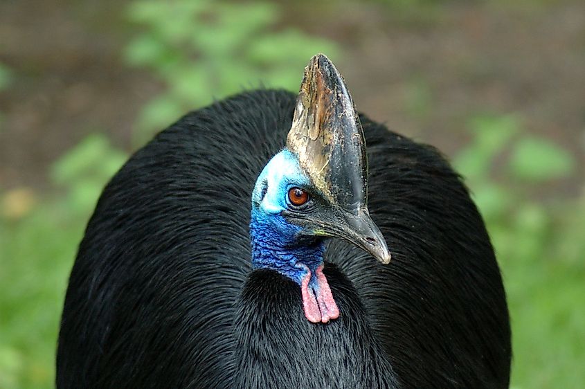 A southern cassowary.