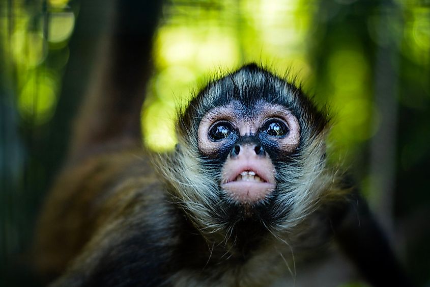 A baby spider monkey, member of genus Ateles, a New World primate with a prehensile tail and exceptionally long limbs for canopy travel in Central and South American forests.