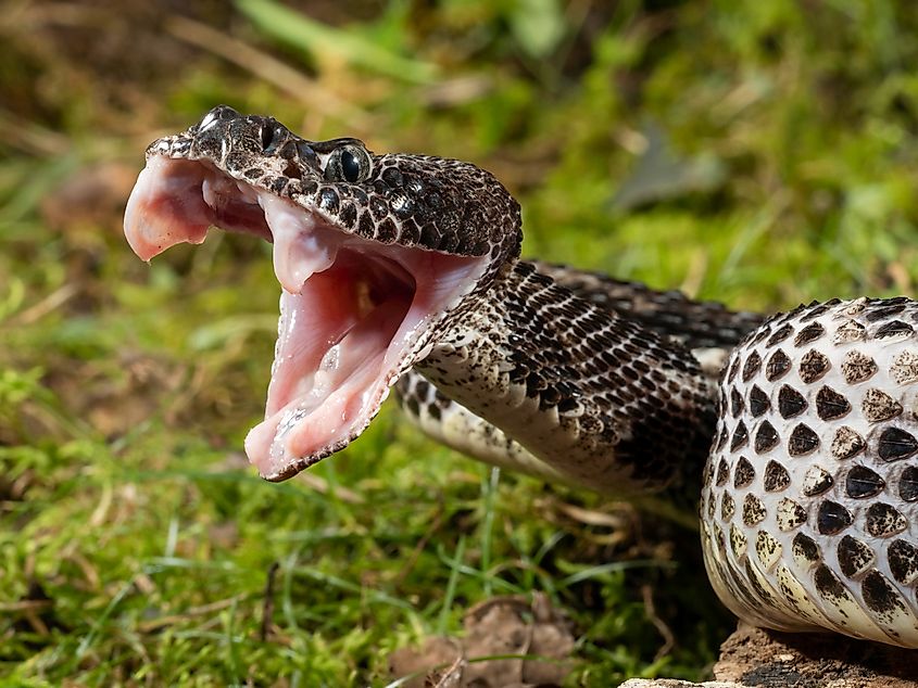 Timber Rattlesnake (Crotalus horridus).