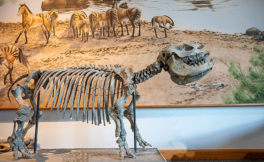 Excavated specimen of a rhino at the Ashfall Fossil Beds State Historical Park, Nebraska