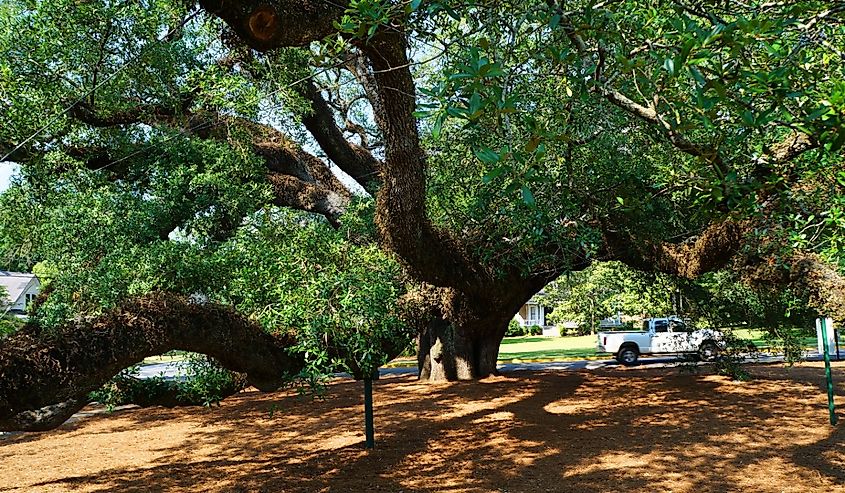 The Big Oak tree in Thomasville, Georgia.