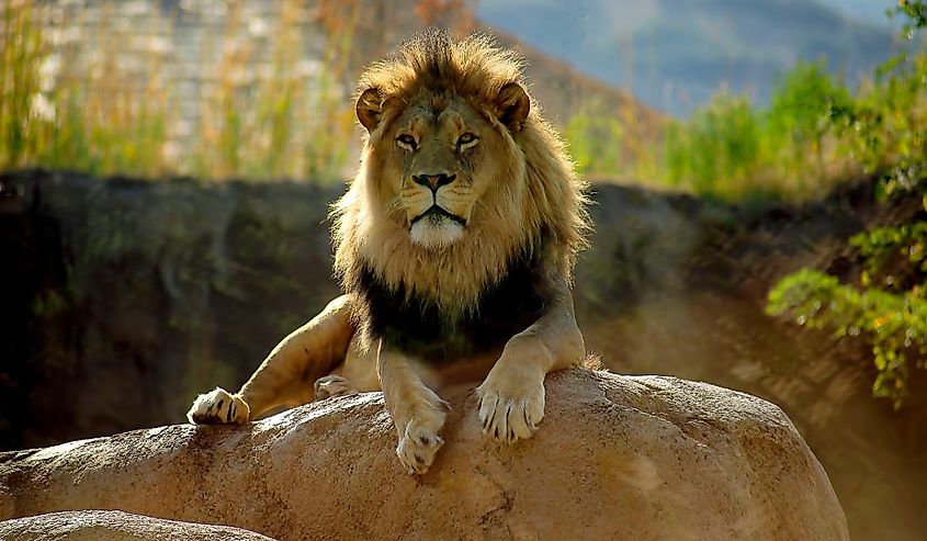 Regal Resident of Hogle Zoo, Salt Lake City, Utah.