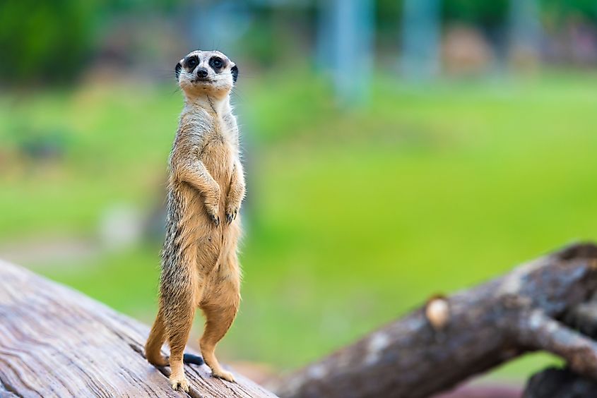 Meerkat Suricata suricatta, African native animal, small carnivore belonging to the mongoose family