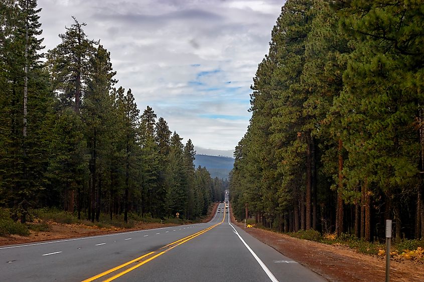 McKenzie Pass highway lined with lodgepole trees under cloudy skies in Oregon