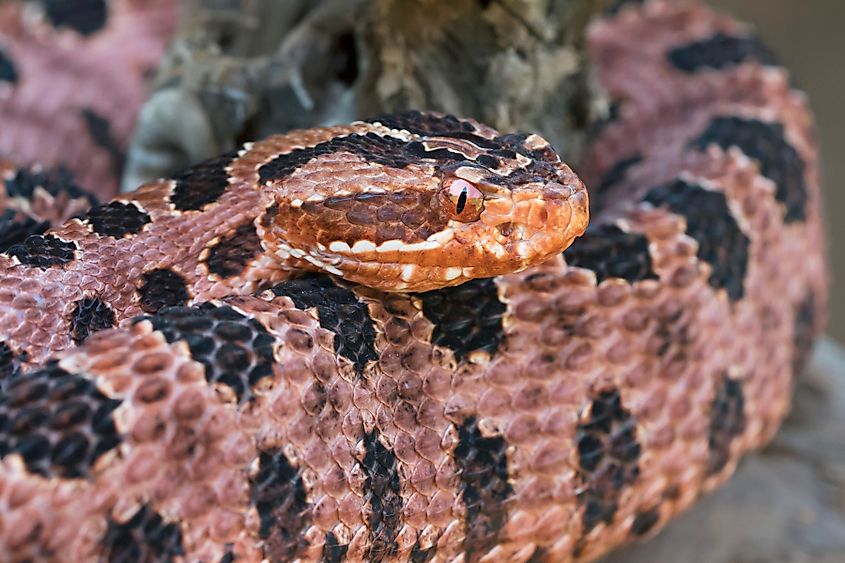 Carolina Pygmy Rattlesnake