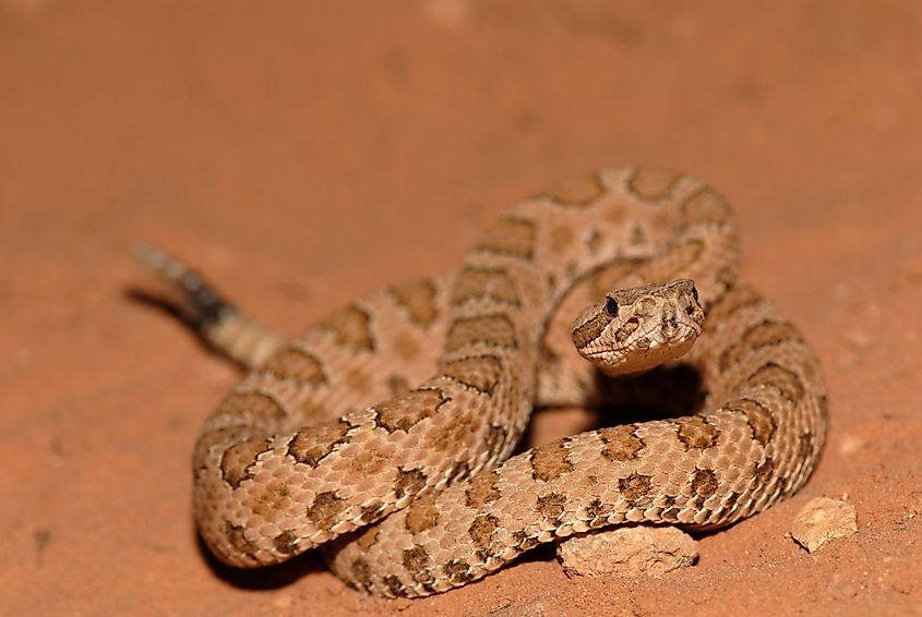 Faded rattlesnakes are common in Colorado.