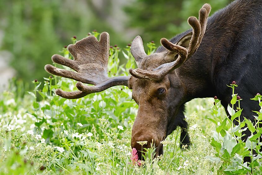 animals-that-live-in-utah-worldatlas