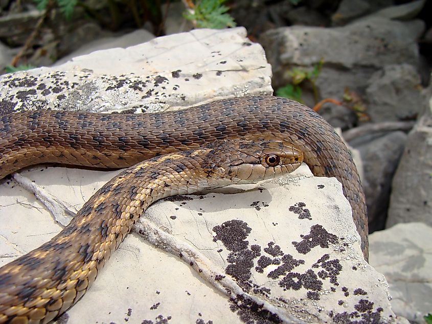 Wandering Garter Snake, Thamnophis elegans vagrans