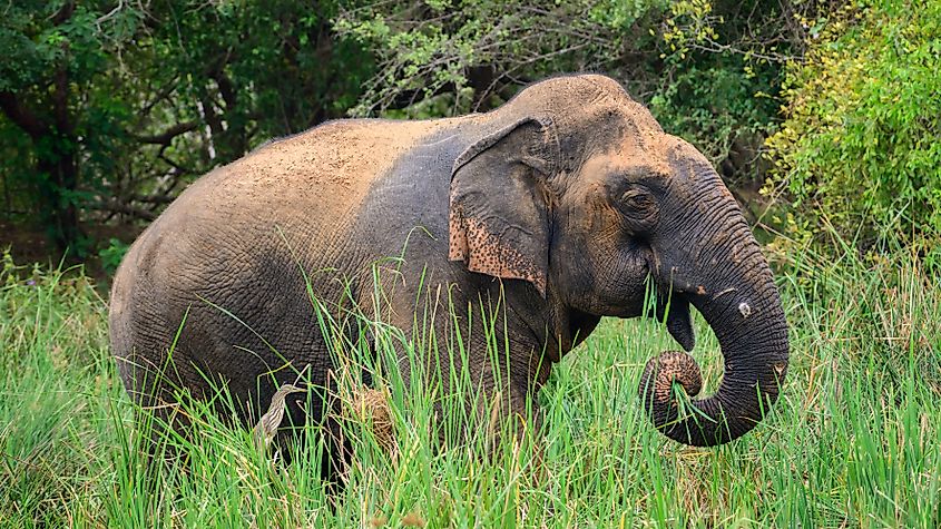 An Asian elephant grazing.