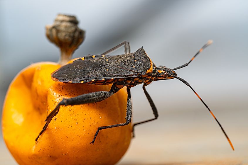 A Kissing Bug sitting on a fruit.