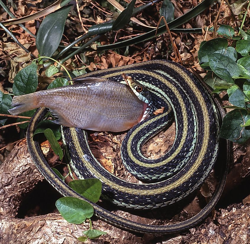 Common garter snake (Thamnophis sirtalis)