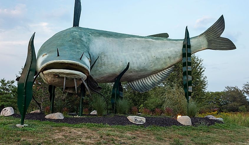 View of a the giant mudcat, 