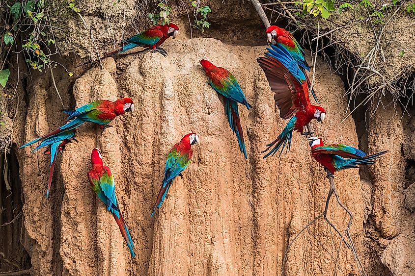 amazon rainforest birds of prey
