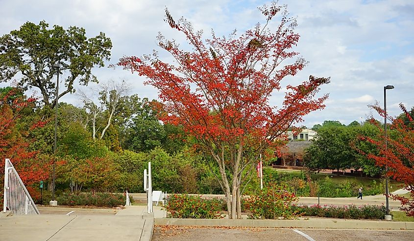 University of Mississippi campus autumn landscape