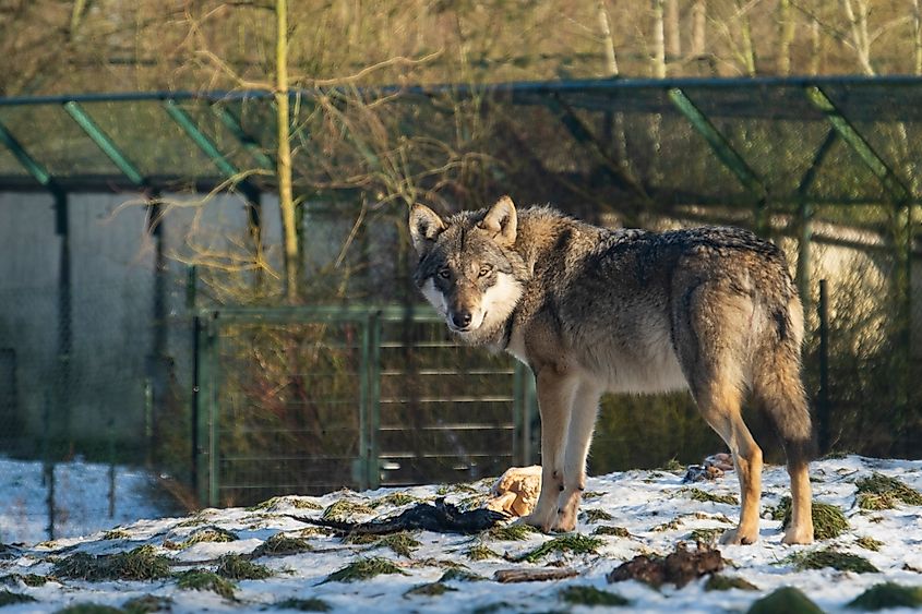 A wolf in a snowy zoo.