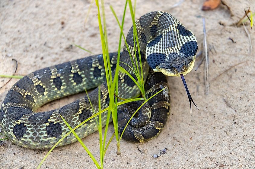 Eastern Hognose Snake with its neck flattened, resting on sandy soil with grass.