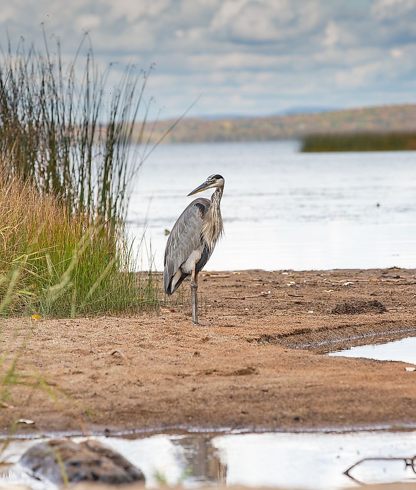 A blue heron at Lake Champlain.