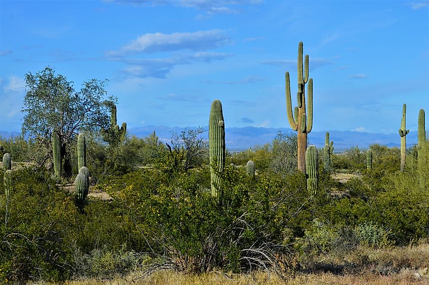 View from San Tan Mountains Regional Park near Queen Creek, Arizona.