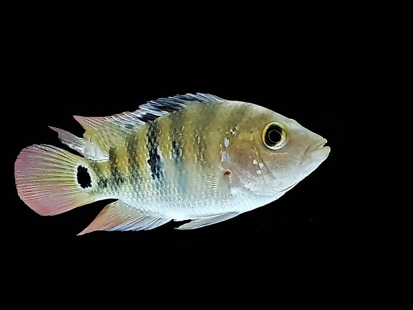 View of a Mayan cichlid fish.