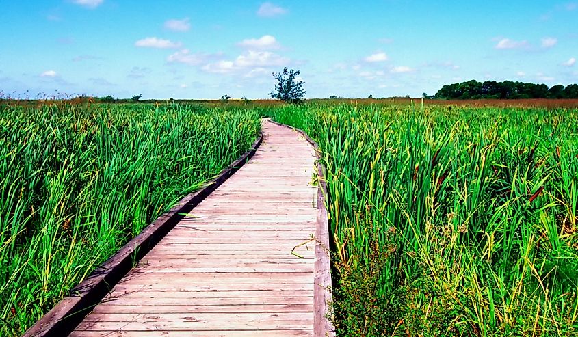 Cameron Parish, Creole Nature Trail, Louisiana, USA, the Wetland Walkway