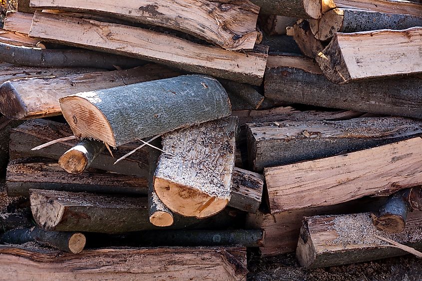 The Arizona recluse can often be found in woodpiles.