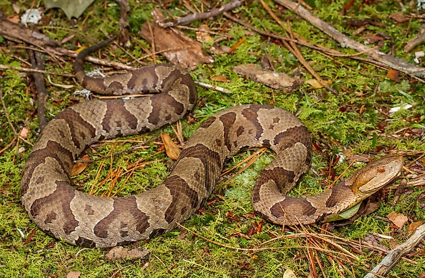 Northern Copperhead Snakes are one of North America's most common species of venomous snake. 