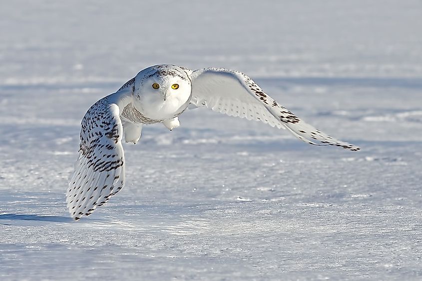 Animals That Live In The Tundra WorldAtlas